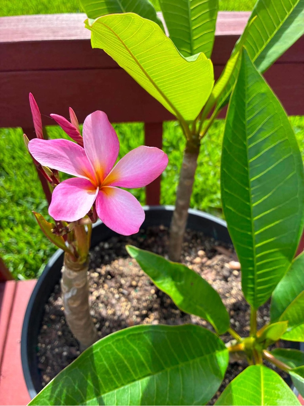 Plumeria Frangipani Fragrant Flower Plant Starter Cuttings